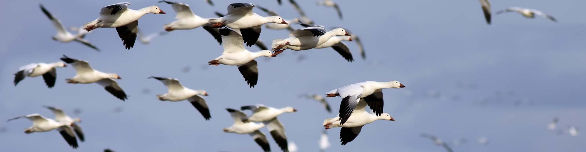 Mississippi Spring Snow Goose Hunts