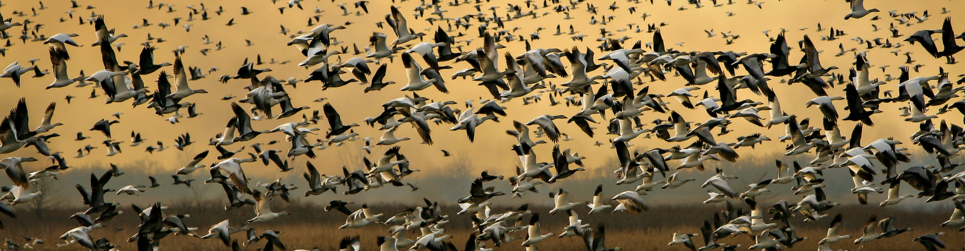 Snow Goose  Missouri Department of Conservation