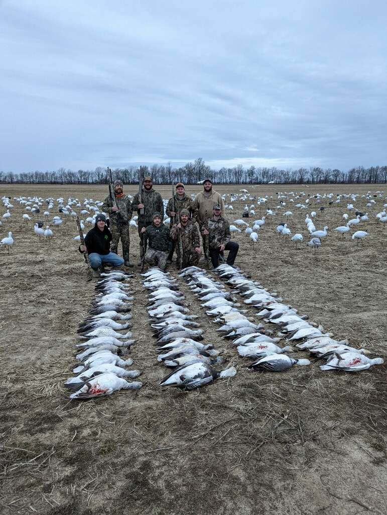 Spring Snow Goose Hunts South Dakota Guided Waterfowl Snow Country