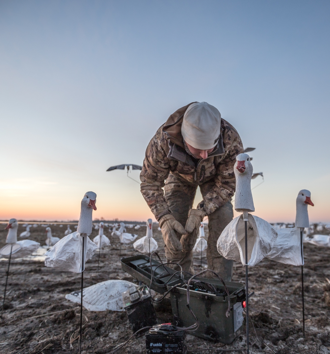 Arkansas Spring Snow Goose Hunts Guided Waterfowl Hunts Arkansas