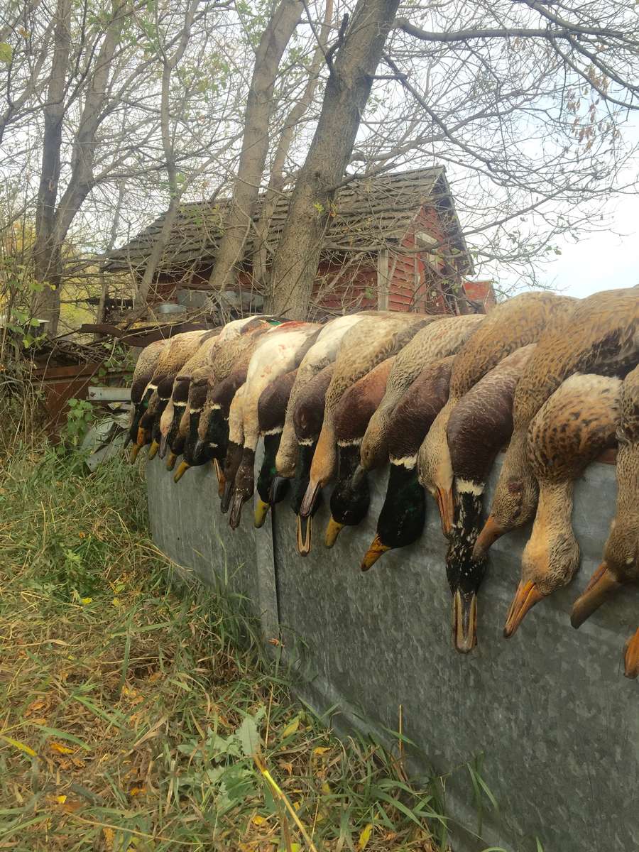 Arkansas Duck Hunt Details 