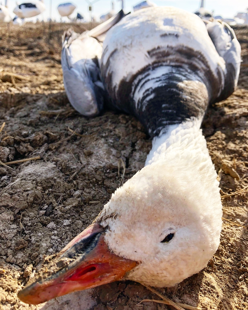 Snow Goose  Missouri Department of Conservation